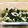 ポニョすけ2016's cooksnap of when they made 小松菜の酢味噌和え.