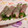 rie-tin's cooksnap of when they made 生ハムで♪生春巻き風.