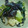 nakamu929's cooksnap of when they made 豆腐とほうれん草のとろとろ煮.