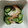 pfizer's cooksnap of when they made えびときゅうりの中華酢の物.