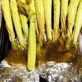 ぽんぽんぐ's cooksnap of when they made フレッシュヤングコーンのグリル.