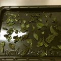 タシー's cooksnap of when they made 使うだけでプロっぽい！乾燥バジル.