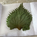 きっかママ's cooksnap of when they made 簡単！大葉の塩漬け(長持ち保存、冷凍可).