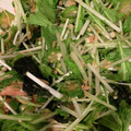 ちやちこ's cooksnap of when they made 水菜とオクラの和え物！.