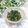 Satoco❋'s cooksnap of when they made おかひじき納豆和え.