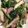 クック2H9MD0☆'s cooksnap of when they made ベーコンとほうれん草のソテー.