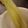 namioko73's cooksnap of when they made 安いとうもろこしを甘くするゆで方！？.