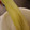 namioko73's cooksnap of when they made 安いとうもろこしを甘くするゆで方！？.