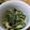 ソラねこ22's cooksnap of when they made コラーゲン！豚の脂身ときゅうりの和え物.