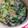 twママ's cooksnap of when they made ご飯がすすむ！小松菜としらすの甘辛炒め.