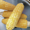 こうたろうのお母さん's cooksnap of when they made とうもろこしの美味しい茹で方.