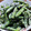 shucream3's cooksnap of when they made すぐできる！いんげんのごまマヨ和え.