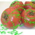 阿波STダンスHOP's cooksnap of when they made 三個の野菜でトマト飾り.