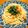 さすらい's cooksnap of when they made ☆シンプル　焼きうどん 醤油味☆.