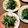 ばたみそーぱん☆'s cooksnap of when they made 水菜と海苔のわさび和え.