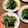 ばたみそーぱん☆'s cooksnap of when they made 水菜と海苔のわさび和え.