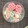 ♡ぴゅぴ♡'s cooksnap of when they made トマトときゅうりの宝石箱.