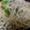 青汁ピンコ's cooksnap of when they made レモン醤油の冷製パスタ＊ツナマヨ添え.