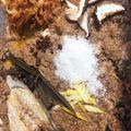 ForestGump's cooksnap of when they made ★簡単冷蔵庫ぬか漬け★ 〜旨味と風味〜.
