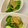 マダムキュリー's cooksnap of when they made きゅうりの簡単白だし漬け.
