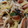 あっぷる147's cooksnap of when they made きのこと大葉の和風パスタ.
