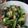 クックTOJFIZ☆'s cooksnap of when they made 小松菜とちくわのオイスターソース炒め.