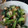クックTOJFIZ☆'s cooksnap of when they made 小松菜とちくわのオイスターソース炒め.