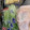 大阪のちゃーちゃん's cooksnap of when they made 水菜と油揚げの煮びたし鶏モモ肉を加えて.