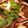★あいこママ★'s cooksnap of when they made いかバター.