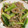 けんよこ's cooksnap of when they made 簡単♪小松菜とつきこんにゃくのからし和え.