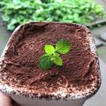 東京のひろちゃん's cooksnap of when they made オレオとマスカルポーネのスコップケーキ.