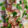 にこちゃん＾ー＾'s cooksnap of when they made すし酢だけ！簡単 ！あじの酢漬け.