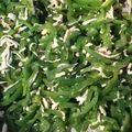 なお★3's cooksnap of when they made 簡単もりもり！しらす入り無限ピーマン.
