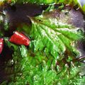 クック26CB0E☆'s cooksnap of when they made 保存！大量消費にも♪　紫蘇の醤油漬け.