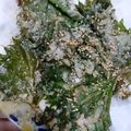 クックN0V9YX☆'s cooksnap of when they made 簡単！大量消費にも♪大葉のパリパリ焼き.