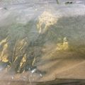 クロクロクローバー's cooksnap of when they made 大葉の保存方法(写真のは10日前購入).