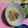 Shun’sKiT's cooksnap of when they made 角煮の味。豚ばら大根（電気圧力鍋10分）.