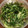 匡史さん's cooksnap of when they made 水菜と胡瓜の無限和風サラダ.