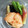 シビリキン's cooksnap of when they made 夏野菜と鮭の南蛮漬け.