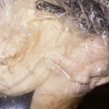 THESHOW's cooksnap of when they made 猫用☆ささみスープのもと.
