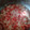 クックYGMDOK☆'s cooksnap of when they made 牛　豚　鶏を簡単に柔らかくする方法☆.