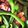 クックVQ2VFX☆'s cooksnap of when they made ピーマンが美味しくたべれるベーコン炒め.
