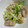 sao050902's cooksnap of when they made ☆☆鶏ねぎ塩だれ炒め☆☆.