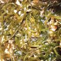 クック60BVYE☆'s cooksnap of when they made ツナと切り昆布の煮物.