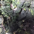 えりとたかのママ's cooksnap of when they made シソジュースの残ったシソでゆかり.