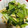 no1642's cooksnap of when they made 小松菜と油揚げのお浸し.