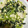 no1642's cooksnap of when they made 小松菜と鶏ささみ缶と卵のサッと炒め.