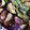 クックQF33G1☆'s cooksnap of when they made なすびと 万願寺とうがらしの炊いたん.