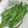 のぶなお７'s cooksnap of when they made 誰でも簡単☆いんげんの胡麻和え.