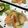 えりこは's cooksnap of when they made ＊鶏肉の南蛮漬け＊.